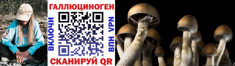 Псилоцибиновые грибы Psilocybe Ртищево